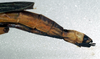 CollectionObject 1558276; NMW 249, 0ebce49b-52f7-412a-ad49-121a65b6c927: copyright NMW. female: end of abdomen, lateral view (syntype). (CollectionObject).