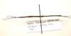 CollectionObject 1595845; 1ffa6490-742c-40cb-b435-1b2c1ffb987a: copyright LKCNH Singapore. male, lateral view (paratype). (CollectionObject).