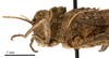 CollectionObject 1575331; 23587582-73b6-4def-809c-4e35591216fd: male head and pronotum, lateral view (paratype). (CollectionObject).