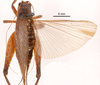 CollectionObject 1523681; 81694062-b2b5-4d88-8082-d8b49849267e, ANSP1114: female, dorsal view (holotype). (CollectionObject).