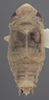 Habitus, dorsal view on Athysanella (Gladionura) nata Blocker & Johnson, 1990: Dorsal - Male. Paratype. (Observation).