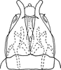 Subgenital plate, ventral view on Dikraneura (Dikraneura) mali (Provancher, 1890): Subgenital plates. (Observation).