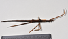 CollectionObject 1558575; NTUC 711, 57cd386d-c046-4ad5-b21a-8850a429580d: copyright NTUC. female of Entoria okinawaensis (holotype). (CollectionObject).