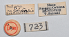 CollectionObject 1558577; NTUC 723, 3f74161b-0c62-46e4-9d98-7d7d23d7bdc2: copyright NTUC. female, data labels of synonym Entoria nagoensis (holotype). (CollectionObject).