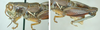 Melanoplus pinaleno Hebard, 1937: male. (Otu).