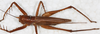 CollectionObject 1564229; 903f505e-5e8f-4c0f-9682-c21eb17b77d6: female, dorsal view. (CollectionObject).