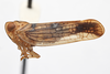 Habitus, lateral view: !! display not done !! on Neocolpoptera portoricensis Dozier, 1931: (Observation).