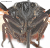Head: !! display not done !! on Cercopis sanguinolenta (Scopoli, 1763): (Observation).
