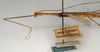 CollectionObject 1561864; NMW 1016, 9dcae8c4-2076-4cfc-83bb-7f9560cc6dce: copyright NMW, Vienna. male: head and thorax, lateral view (holotype). (CollectionObject).