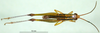 CollectionObject 1501389; 64ea2af2-351a-44fc-95d1-f0173f7cf2fa, DORSA BA000290S01: male, dorsal view (holotype). (CollectionObject).