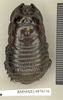 Ancaudellia insularis (Kirby, 1903): Copyright Natural History Museum, London. Lectotype (adult male) in BM(NH). Dorsal view. (Otu).