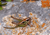 CollectionObject 1574031; f69f6e03-3abf-4a40-8031-e73e06e7d28a: female (Macedonia, Galicica Mts). (CollectionObject).
