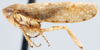 Habitus, lateral view: Paraphlepsius strobi, lateral habitus (INHS). (Observation).