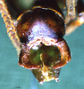 CollectionObject 1503239; MBBJ 3224696, cd65970e-4160-41e0-bd48-6dcd27387d31: male cerci. (CollectionObject).