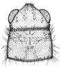 Allonemobius tinnulus (Fulton, 1931): Fig. 2 (specimen from Illinois). micropterous male, head and pronotum, dorsal view. (Otu).