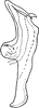 Aedeagus, lateral view on Chlorita (Chlorita) helichrysi Vidano, 1964: Aedeagus, lateral view. (Observation).