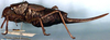 Sciarasaga quadrata Rentz, 1993: female (paratype). (Otu).
