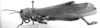 CollectionObject 1523922; 5527d360-425c-43bb-a0e0-e68e29037521: Image Carbonell, C.S. male, lateral view (syntype of Tropidacris fabricii). (CollectionObject).