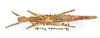 CollectionObject 1559347; 78e97a08-6155-40d4-9a0c-e885a0bd9b27: copyright ANSP. female, dorsal view (paratype). (CollectionObject).;CollectionObject 1559348; d775b2c6-2124-4185-9467-d9a8da445562: copyright ANSP. female, dorsal view (paratype). (CollectionObject).