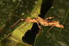 Paraloxopsis korystes Günther, 1932: copyright Ian Abercrombie. female in nature, Sabah, 13 June 2015. (Otu).