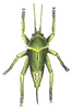 Pseudophyllus neriifolius (Lichtenstein, 1796): Pl. III, Fig. 4. female nymph, dorsal view. (Otu).