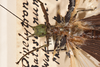 CollectionObject 1558261; 3aff3442-0e53-49ae-93de-908adbc14447: copyright OUMNH. female: head & thorax, dorsal view (holotype). (CollectionObject).
