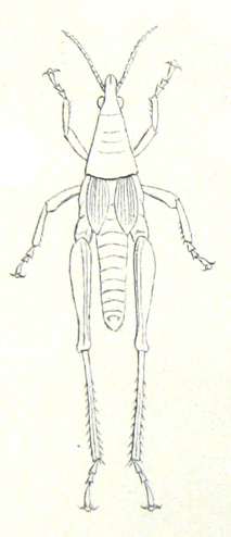 Pl. III, 16. female, dorsal view. Depicts Rubellia nigrosignata Stål, 1875, an Otu.