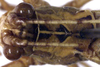 CollectionObject 1532424; 604b5843-1888-45c1-90fd-e3204f64edb4: male head and pronotum, dorsal view (holotype). (CollectionObject).