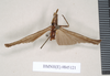 CollectionObject 1559136; 4847e430-3e4c-49c5-b947-06df40d1d5c6: copyright Natural History Museum, London. male of synonym Aschipasma servilleanum (syntype). (CollectionObject).;CollectionObject 1559137; b8ac4296-6fb5-483e-882d-f510a8c3345d: copyright Natural History Museum, London. male of synonym Aschipasma servilleanum (syntype). (CollectionObject).