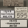 Other on Ceratagallia artemisia Oman, 1939: Labels. Labels for the lateral specimen. (Observation).