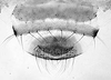Connective.: !! display not done !! on Anoecia (Anoecia) corni (Fabricius, 1775): Cauda of Anoecia corni. (Observation).