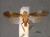 Habitus, dorsal view on Catullioides rubrolineata Bierman, 1910: (Observation).