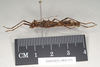 Ommatopseudes harmani (Brock, 1995): copyright Natural History Museum, London. female, lateral view (paratype). (Otu).
