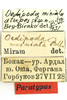 CollectionObject 1591772; 7e4f1909-2478-41f3-a450-55d45f734b56: male, labels (paratype). (CollectionObject).