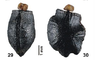 after Hennemann et al (2015). egg of Anchiale maculata [type species] from Seram. Depicts Anchiale Stål, 1875, an Otu.