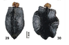 Anchiale Stål, 1875: after Hennemann et al (2015). egg of Anchiale maculata [type species] from Seram. (Otu).