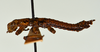 CollectionObject 1562221; 3d1b5623-a7f1-41dd-b5a8-6eb996f51715: copyright USNM, Washington. (CollectionObject).