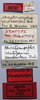 CollectionObject 1578581; a0bc6928-634a-4200-bba0-598dd4a8c706: labels (paralectotype). (CollectionObject).