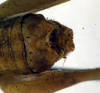 CollectionObject 1500649; d6e67def-a273-474a-b973-eeb11d67219e, DORSA BTisoschS01: male abdomen tip (syntype). (CollectionObject).