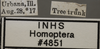Other on Anoscopus albiger (Germar, 1821): Labels. (Observation).