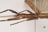 CollectionObject 1561297; NHMUK(SF IMPORT DUPLICATE) 845153, 81e23959-9432-44f3-afcb-9c3e60d89bde: copyright Natural History Museum, London. male: head and thorax, lateral view (holotype). (CollectionObject).