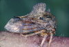 Centronodus Funkhouser, 1930: _Centronodus_. (Otu).