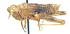 Atopotettix megalocephalus Brown, 1970: female, lateral view. (Otu).