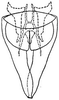 Subgenital plate: genital capsule, ventrally. (Observation).