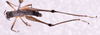 CollectionObject 1544483; d7d2b98e-f4cb-4459-afd6-cd880243c478: male, body in dorsal view (Paramastax hirsutum holotype). (CollectionObject).
