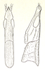 Borneacris mirabilis Ramme, 1941: Fig. 34. male head and pronotum, dorsal and lateral view. (Otu).