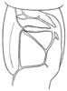 Conocephalus (Opeastylus) vitticollis (Blanchard, 1851): Pl. XXIV, Fig. 2. stridulating field of male tegmen. (Otu).
