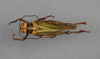CollectionObject 1523924; 5615e8e8-05d6-4831-8a47-720e8e3625ef: female, dorsal view (holotype of Xestotrachelus hasemani). (CollectionObject).