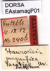 CollectionObject 1537631; 73e85330-7646-4751-a726-3c36cfddd034: labels (paratype). (CollectionObject).