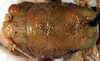 CollectionObject 1516724; 9932d429-f798-4284-bfce-2dea12f6f65f: male head and pronotum, dorsal view (syntype). (CollectionObject).